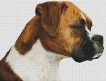 (image for) Pete - Boxer